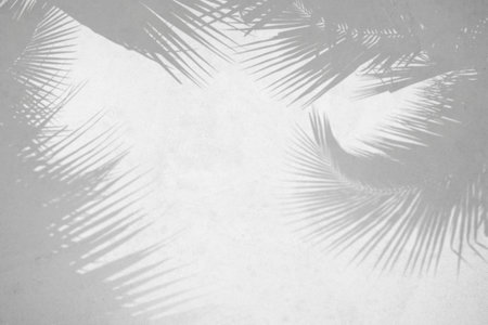 Blurred shadow from leaves plants on the white concrete wall. Transparent blurry shadow of tropical natural leaves sunlight. Minimal abstract background for product presentation.の写真素材