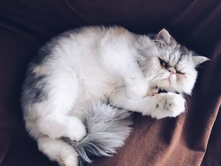 Exotic short-haired cat lying on the sofa. Covered with a brown blanket.の写真素材
