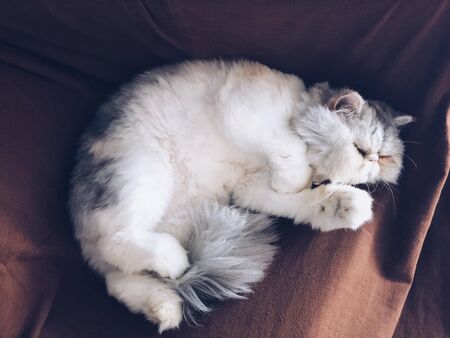 Exotic short-haired cat lying on the sofa. Covered with a brown blanket.の写真素材