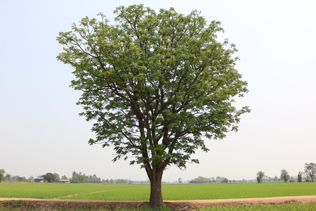 Day in the field in Thailand の写真素材