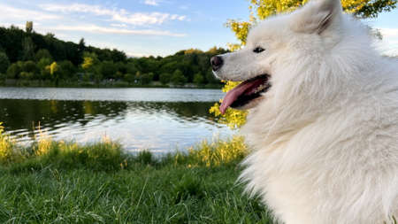 Samoyed dog head close-up on the right side of the screen against the backdrop of sunset The sun shines brightly and glitters is a place for text advertising any travel food for dogs and any vacationの写真素材