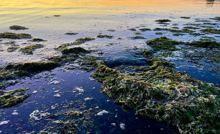 on the shores of the Pacific Ocean, algae are left at low tide and thick water the sea brings algae to the shore They lie like a carpet water splashes on them green and brown create a barrierの写真素材