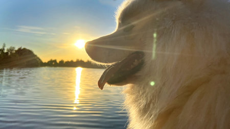 Samoyed dog head close-up on the right side of the screen against the backdrop of sunset The sun shines brightly and glitters is a place for text advertising any travel food for dogs and any vacationの写真素材