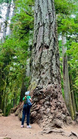 MacMillan Provincial Park A teenage girl stands near a huge tree she travels And she looks at the forest in a green T-shirt and black jeans and a cap with a backpack Like in a cartoon or horror movieの写真素材