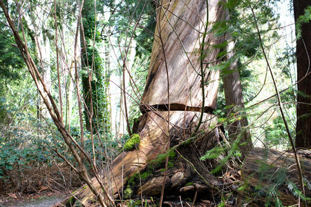 a cut tree at the base stands and grows with an ax to cut down the trunk of a huge tree Texture of tree trunk in the forest. Close up of texture of an old oak tree barkの写真素材