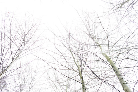 The top of the crown of a tree without leaves against a blue sky with free space for text. Spring autumn landscape. The crown of the tree against the blue sky. Branches without leaves.の写真素材