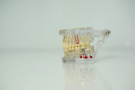 jaw model to demonstrate all dental diseases plastic teeth woman hand opens closes skull jaws on white background stomatology gum channels place for text dental office dental treatment technologyの写真素材