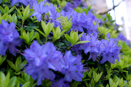 Rhododendron blue diamond amazing, low-growing evergreen shrub that blooms with blue flowers in the spring. It thrives in sunny areas. It is classified as a dwarf rhododendron. Very small leavesの写真素材
