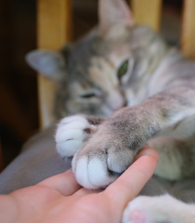 Portrait of Cat Claw Focus.Close up at cats paws lying on bed.の写真素材