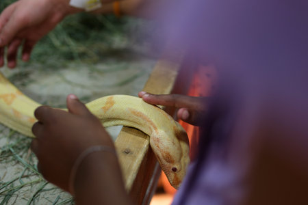Close up of Golden Thai Python, focus at eyesの写真素材