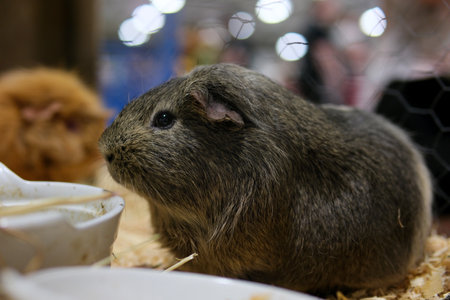Cavia is a genus in the subfamily Caviinae that contains the rodents commonly known as guinea pigs...