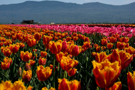 Rows of blooming colorful tulips on a spring farm in Mount Vernon, Field of tulips yellow and red. Skagit County Tulip Festival,の写真素材