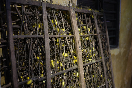Silkworm Cocoon and Silk Production Video Mulberry Feeding Hatching Process Spinning Threads Traditional Sericulture Weaving Factory Authentic Vietnam Silk Heritageの写真素材