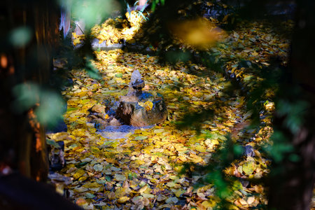 Yellow autumn leaves park. Autumn fall leaves of maple trees. Autumn fall leaves in sunlight....
