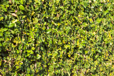 I want to create foreground , background and focus on middle zone upwards leftの写真素材