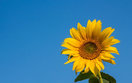 Beautiful sunflower on blue sky backgroundの写真素材
