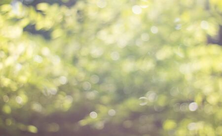 Abstract Bokeh of tree color for background