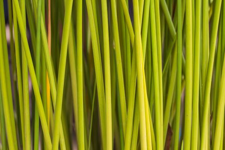 Green leaf of Papyrus background