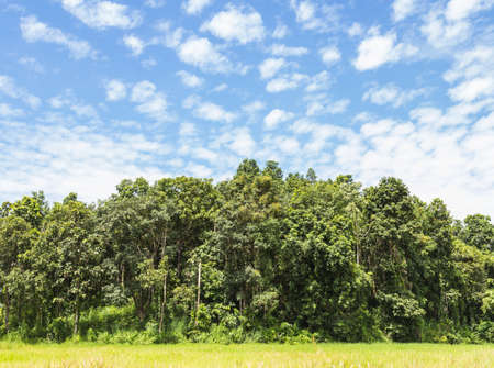 beautiful jungle and beautiful skyの写真素材