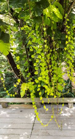 green tree and creeperの写真素材