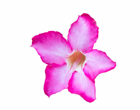 selective focus of azalea flower isolated on whiteの写真素材