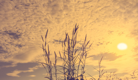 selective focus of  gress flowers in the field with sun light effect, vintage toning colorの写真素材