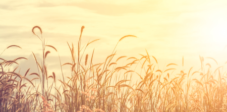 selective focus of  gress flowers in the field with sun light effect, vintage toning colorの写真素材