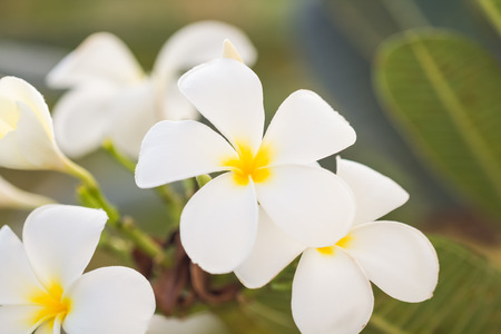 selective focus of  plumeria flowers  in the fieldの写真素材