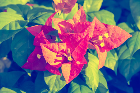 selective focus of   Bougainvillea flowers in the morning,vintage toningの写真素材