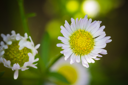 selective focus of    Chrysanthemum flowersの写真素材