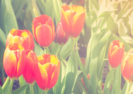 selective focus of tulip flowers with sun light effect, vintage toning colorの写真素材