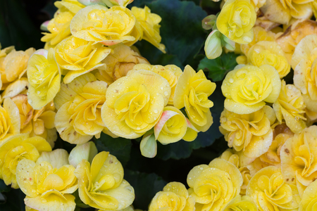 selective focus of colorful begonia flowers with water spray ,selective focusの写真素材