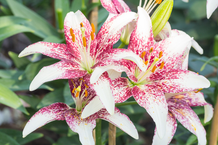 selective focus of colorful lily flowers with sun light ,selective focusの写真素材