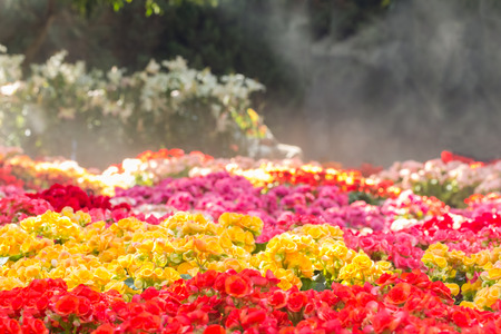 selective focus of colorful begonia flowers with water spray ,selective focusの写真素材