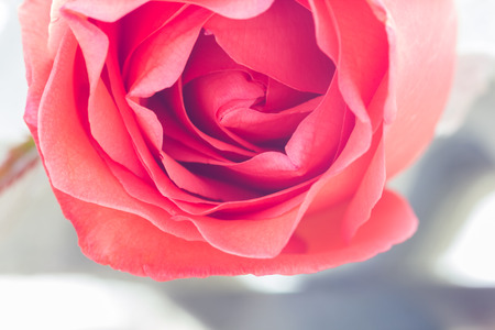 close up  of fresh roses,selective focusの写真素材