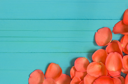 close up  of fresh roses petals on blue wood,selective focusの写真素材