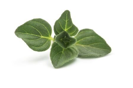 Raw organic oregano leaf or marjoram on white isolated background. Fresh and dry oregano is ingredient for Italian food, it have aromatic and high nutrition. Concept about herb and spice for cooking.の写真素材