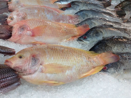Fresh-water Fish