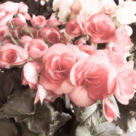 Begonias in vintage tone