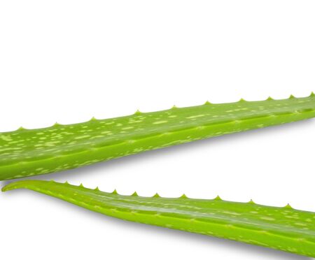 Aloe vera isolated on white backgroundの写真素材