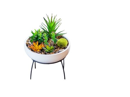 mini garden in pot isolated on white backgroundの写真素材