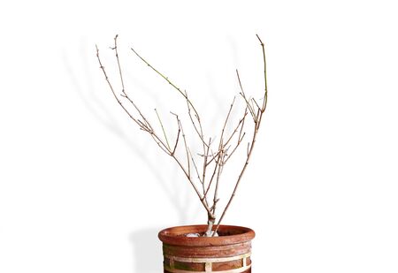 Dry tree in pot isolated on white backgroundの写真素材