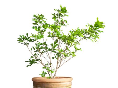 Ornamental plants or garden plants tree in pot isolated on white backgroundの写真素材