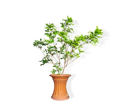 Ornamental plants or garden plants tree in pot isolated on white backgroundの写真素材