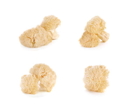 Hericium erinaceus mushroom on whiteの写真素材