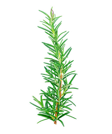 Rosemary isolated on white backgroundの写真素材