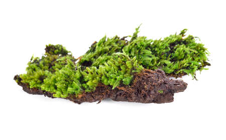 Green moss isolated on white bakgroundの写真素材