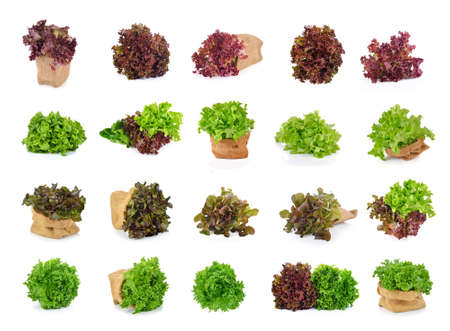 Fresh  lettuce leafs isolated on white backgroundの写真素材
