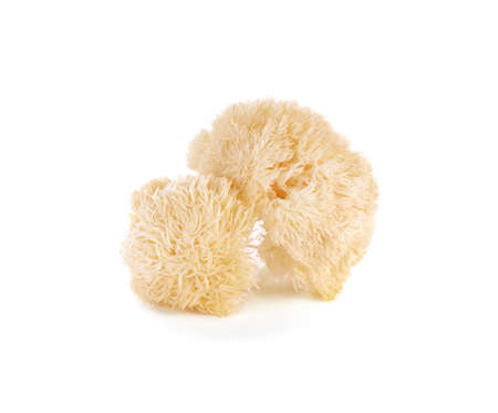 Hericium erinaceus mushroom (monkey head mushroom, bearded tooth fungus, bearded hedgehog mushroom, pom pom, lion's mane mushroom)の写真素材