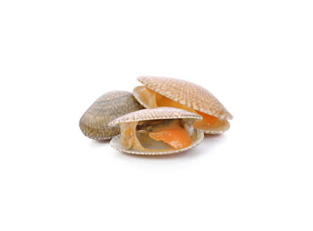 Surf clam, Short necked clam, Carpet clam, Venus shell, Baby clam isolated on white...